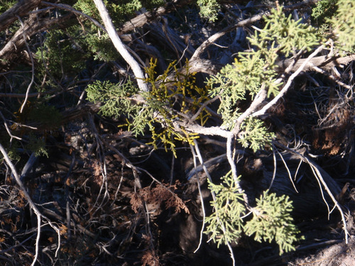 Mistletoe, the yellow green stick plant in the center.